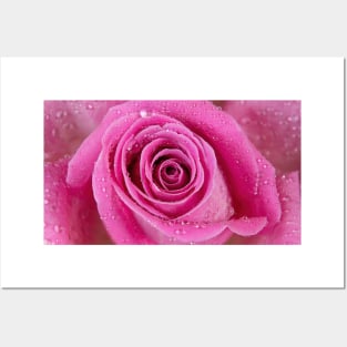 Close macro shot of a rose with water drops Posters and Art